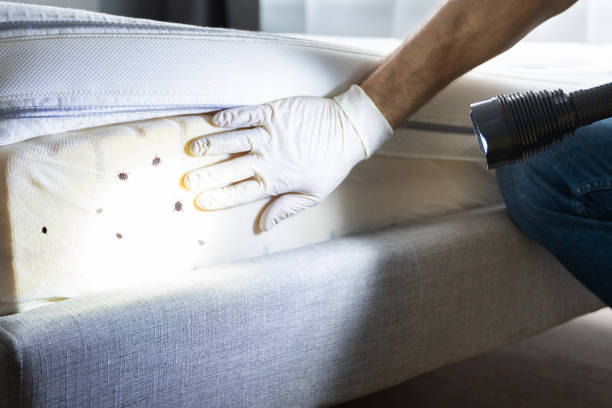Best Insect Control  in Danville, IA