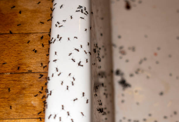 Best Mosquito Control Services  in Danville, IA