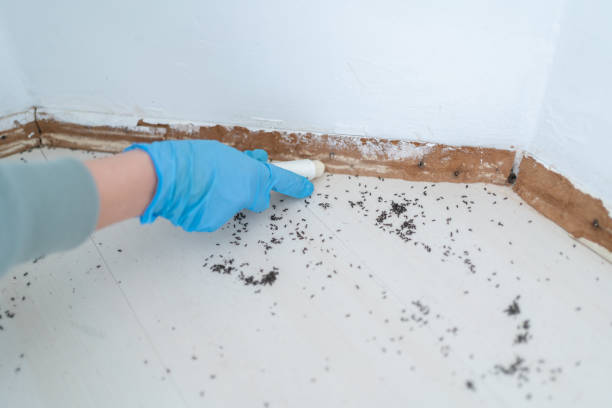 Best Affordable Pest Control Services  in Danville, IA